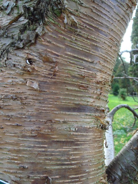 Betula alleghaniensis ecorce